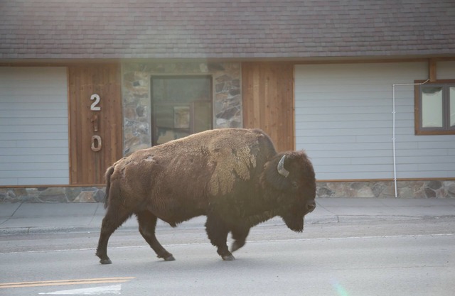 Parques Riverside A en Gardiner, Mt entrada norte a Yellowstone