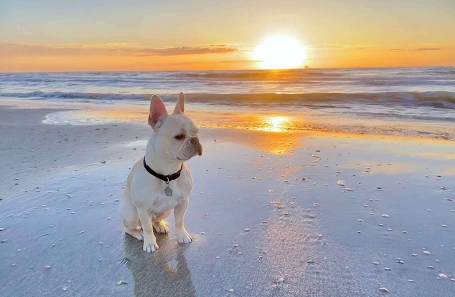 Pet Friendly w/ Fenced Yard*Steps to the Beach!