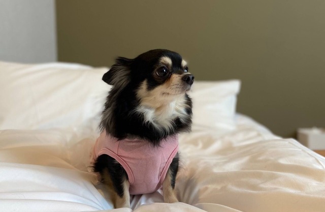 Private room Dog friendly twin room Bath t / Osaka Ōsaka