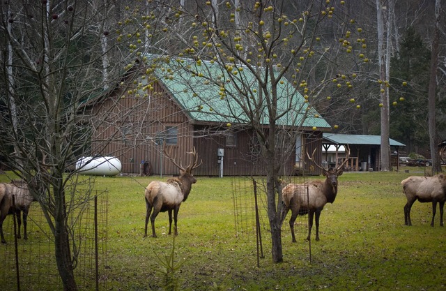 Escapada rústica en el corazón de la Cordillera de Elk Pennsylvania