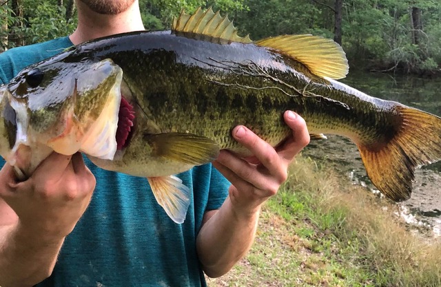 Propiedad aislada: 9 acres con 3 estanques de pesca cerca del océano y la base militar