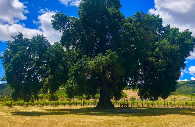 #StayHere Lp3 paso robles country cottage netflix series stay here