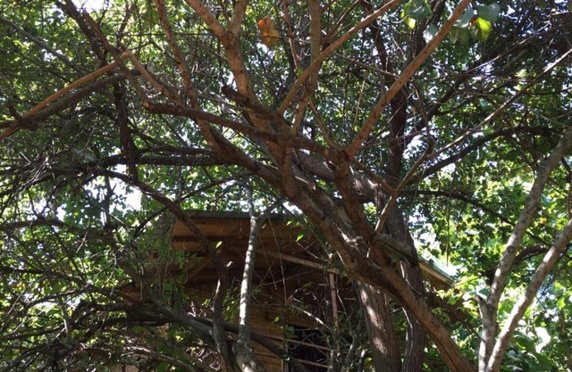 The Inn On The Tree