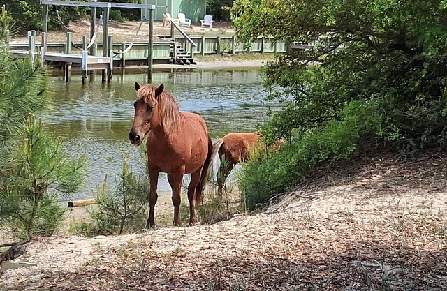 The Salty Seahorse!4x4 beach, private dock, hot tub, pool, Horses. Pet-Friendly
