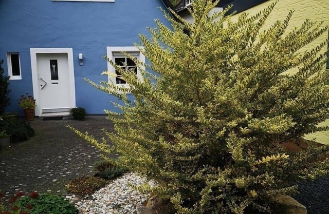 Vacation home for 3 guests with 50m² in Zeltingen-Rachtig (297834)
