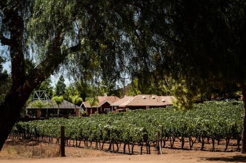 Vineyard lodge in Valle de Guadalupe with pool