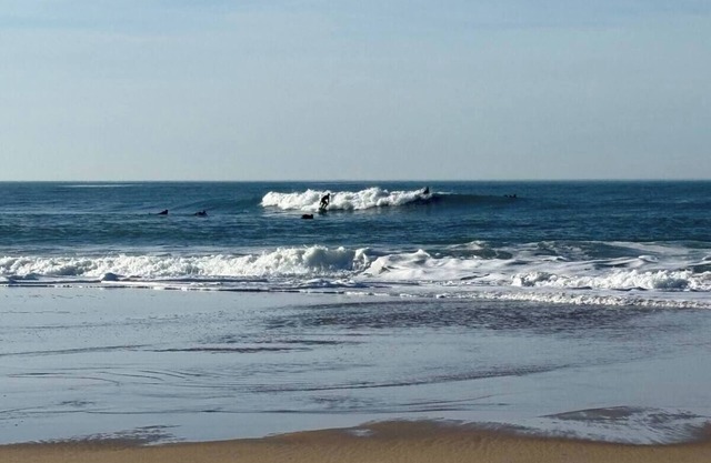 Wellness cottage in the woods near the beaches of the Atlantic coast!