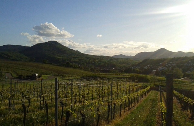 Winzerhaus calle Southern Wine