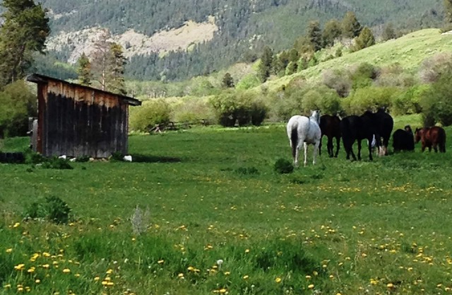 Yellowstone Park - Cabin On Private Creek, Otros alojamientos, Cerca de actividades