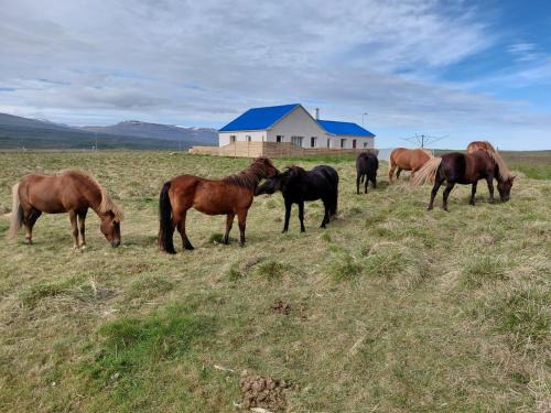 Egilsstadir Casa | Árbakki-Guesthouse near Egilsstaðir