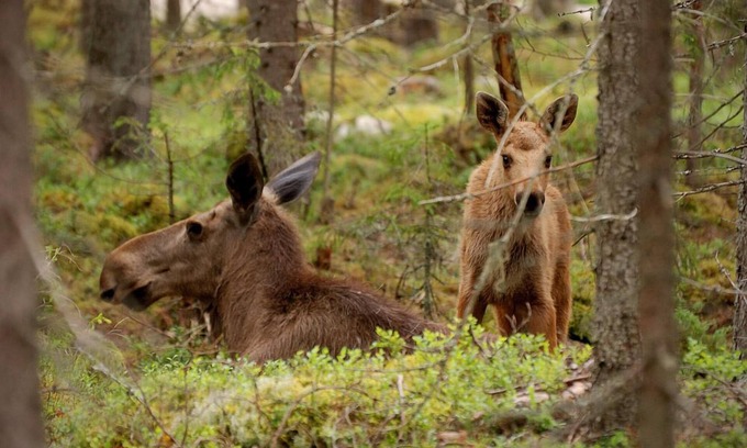 Ockelbo Alquiler De RV | Älgparkens Stugby