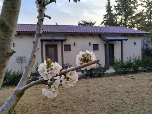 Rishon LeTsiyon Casa | דצ'א - Дача - Dacha