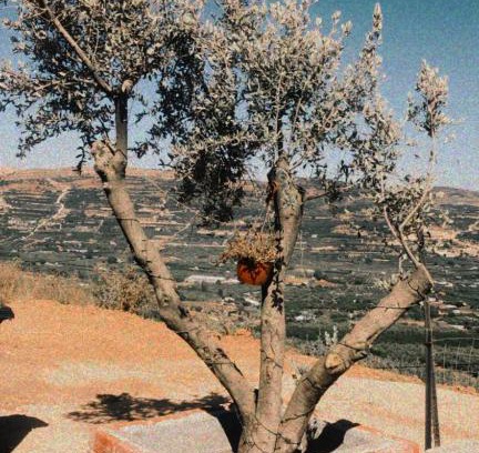 Majdal al-Shams Cabina | צימר סאפי