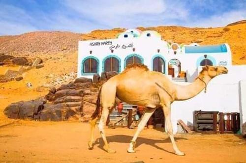 Sohag Alquiler De Eote | قارب اسوانى