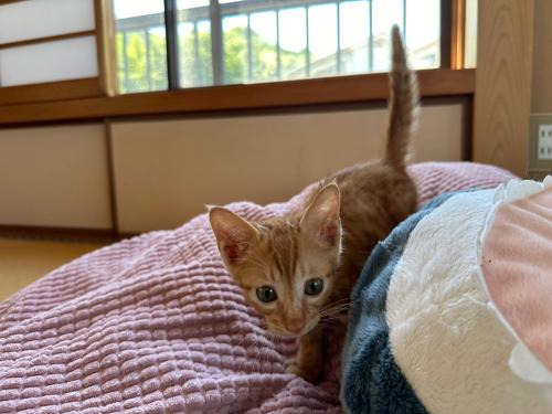 Kure Casa | 猫と泊まれる宿にゃんstay
