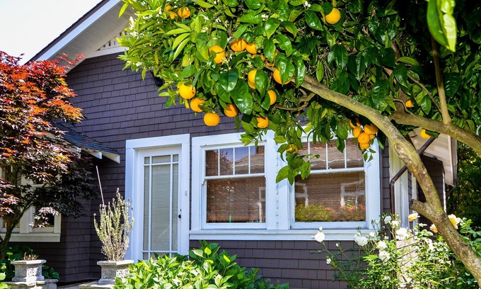Mill Valley Cabaña | 1 BR Large Garden Cottage en el centro de Mill Valley Boyle Park - OCT LEY ESPECIAL