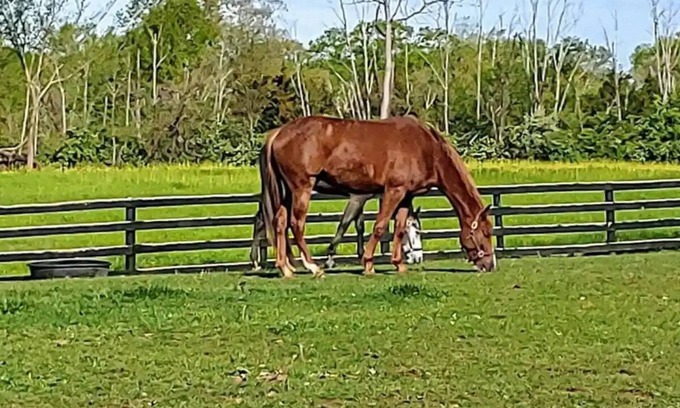 Lebanon Casa | 102 Acre Horse Farm! Bring your horse with you!