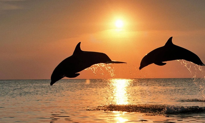 Ruskin Apartamento | # 303 Un resort de lujo en Little Harbour con delfines y pesca a solo unos pasos