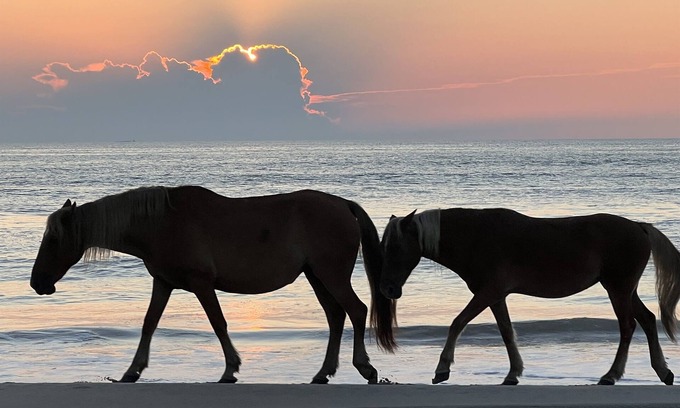 Carova Beach Apartamento | 4x4 Corolla, Waterfront, Dock, Wild Horses, Kayak