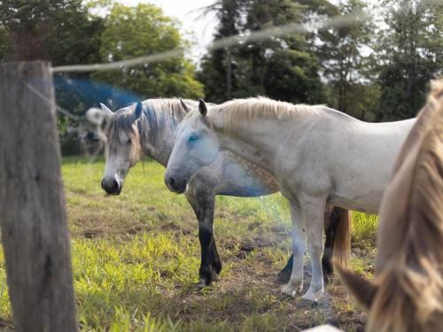 Moggill Casa | 6 Bed Equine Countryside Paradise at Moggill