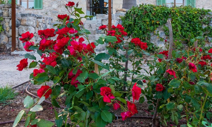 Selva Cabaña | Agroturismo en Mallorca