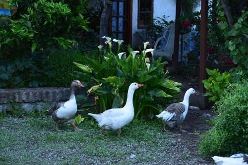 Isla de Maipo Casa | Alojamiento Rural Casa Quinta Peumayen
