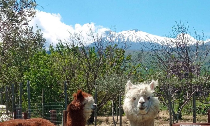 Linguaglossa Casa | Alpaca Etna Rooms