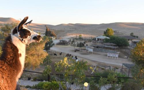 Mitzpe Ramon Casa | Alpaca Farm - חוות האלפקות
