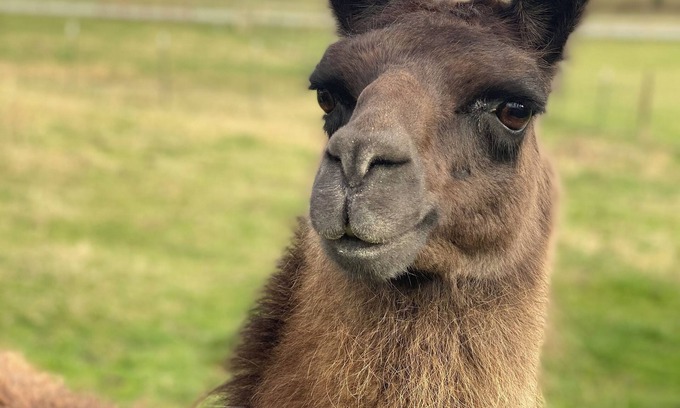 Brevard Cabaña | Alpaca Your Bags! Unique Mountain Basecamp in Brevard- Pet Friendly- WNC Cottage
