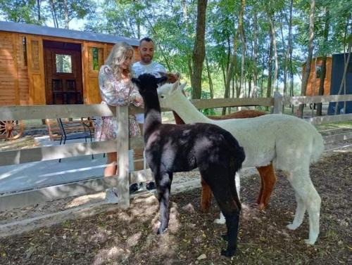 Helvecia Otro | Alpacacamp