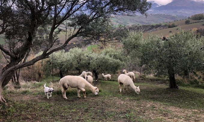 San Vincenzo-Cerchiara Casa | Alpacafarm Abruzzovakantie
