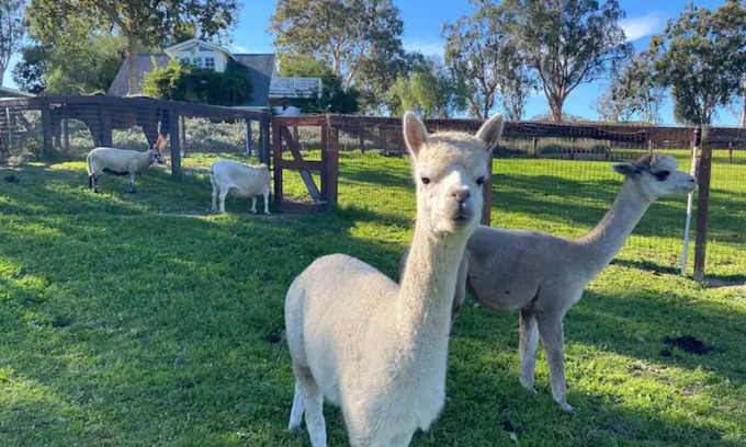 Ballard Casa | Retiro Chic Sheep de Anavo Farm