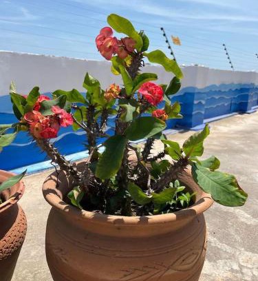 Nyanyanu Apartamento | Anne’s Beach House