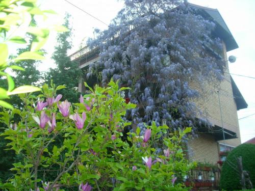 Vranje Apartamento | Apartman Wisteria