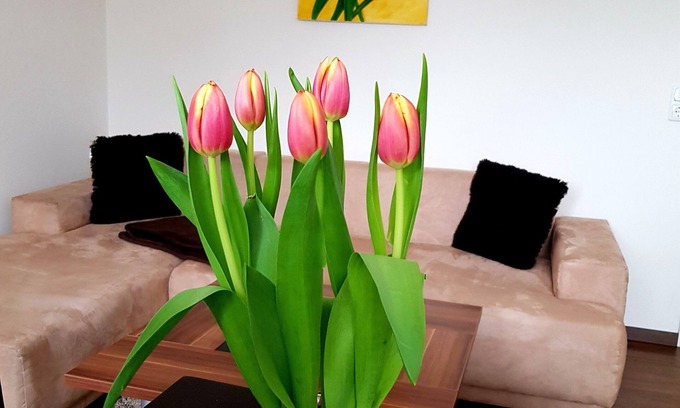 Laubegast Apartamento | Apartment on the Elbe Ferry - Apartment for 2 - 3 People