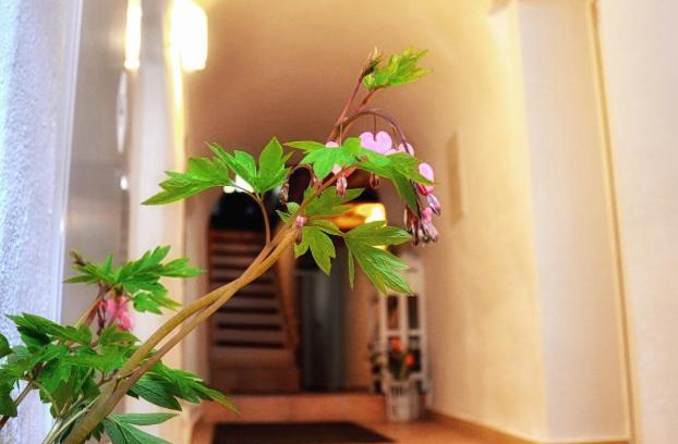 Altstadt Apartamento | Apartments Altstadthaus Görlitz