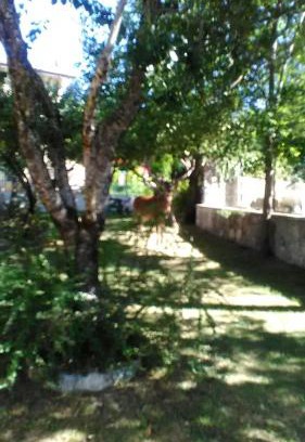 Villetta Barrea Casa | Appartamenti De Sanctis