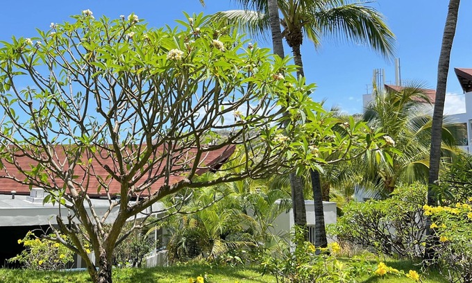 Boucan Canot Apartamento | Appartement T2 Le Letchi 44 m2 Saint Gilles - Boucan Canot à 300m de la Plage