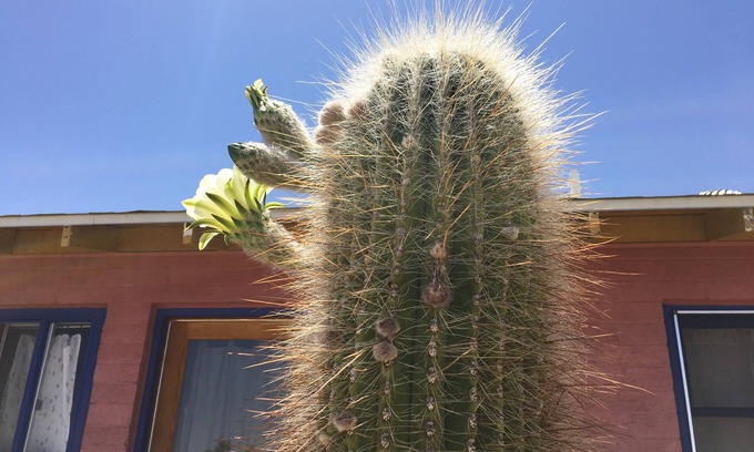Panorama Heights Cabina | Artistic, Cool & Comfy Cabin Rental in Joshua Tree