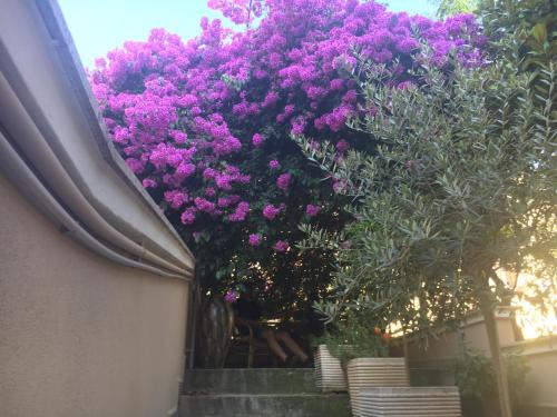 Andria Cama Y Desayuno | B&B La Bougainvillea