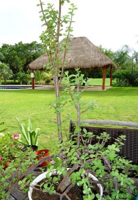 Puerto Aventuras Cama Y Desayuno | B&B Mom's House