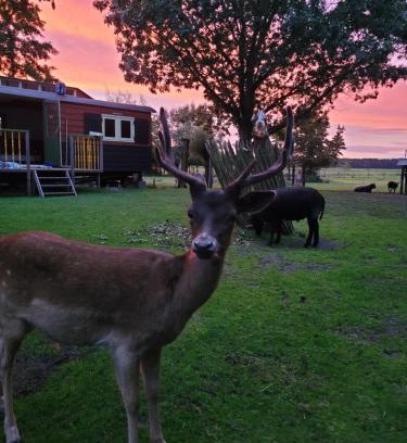 Maartensdijk Cama Y Desayuno | B&B 't Maartensdijkse Bos