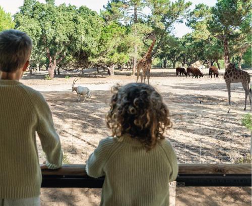 Santo Andre Otro | Badoca Safari Glamping Experience