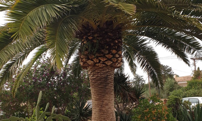 Cala Romantica Casa | Beautiful small finca in the bay of Cala Romantica