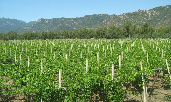 San Vito Apartamento | Between vineyards and sea - Apartment in farmhouse