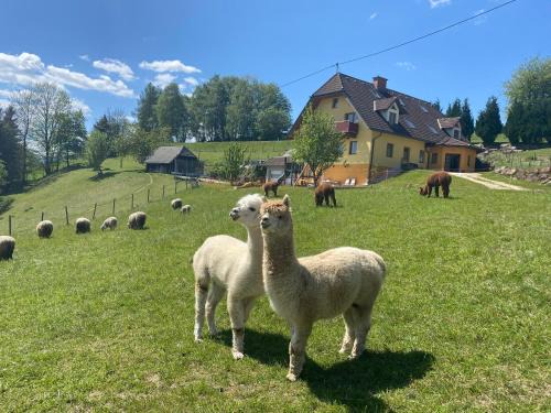 Sankt Jakob im Walde Apartamento | Biohof Kroisleitner Ferienwohnung Rundumblick