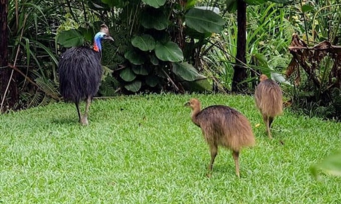 Kuranda Casa | Birdwatcher's Oasis | Tiny Home | Cassowary Visitors
