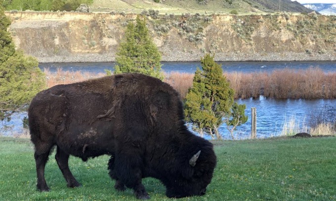 Gardiner Cabina | BISON HALLOW on the YELLOWSTONE RIVERFRONT