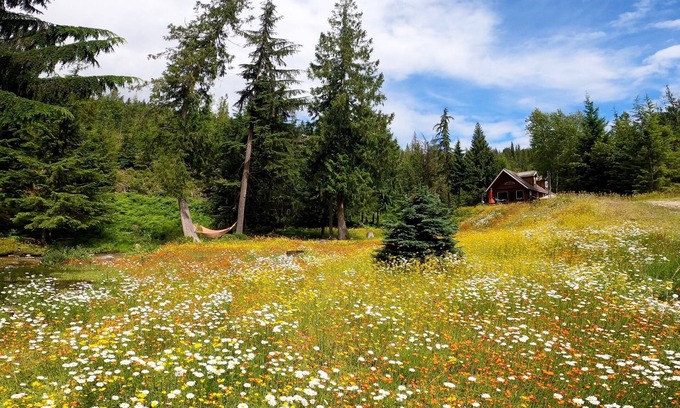 Albas Cabaña | Blueberry Springs en el lago Shuswap. "Escape a la naturaleza"