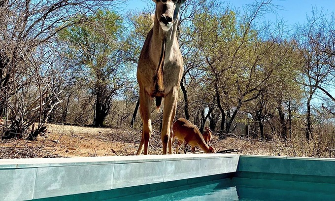 Marloth Park Chalet De Esquí | Bordering Kruger National Park awaits these luxurious and unique bedsits